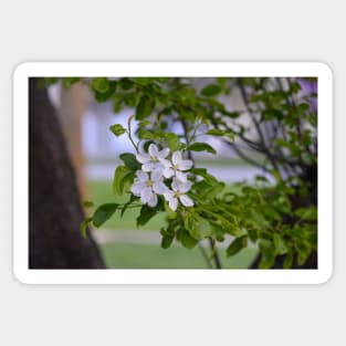 White Crab Apple Blossoms Sticker